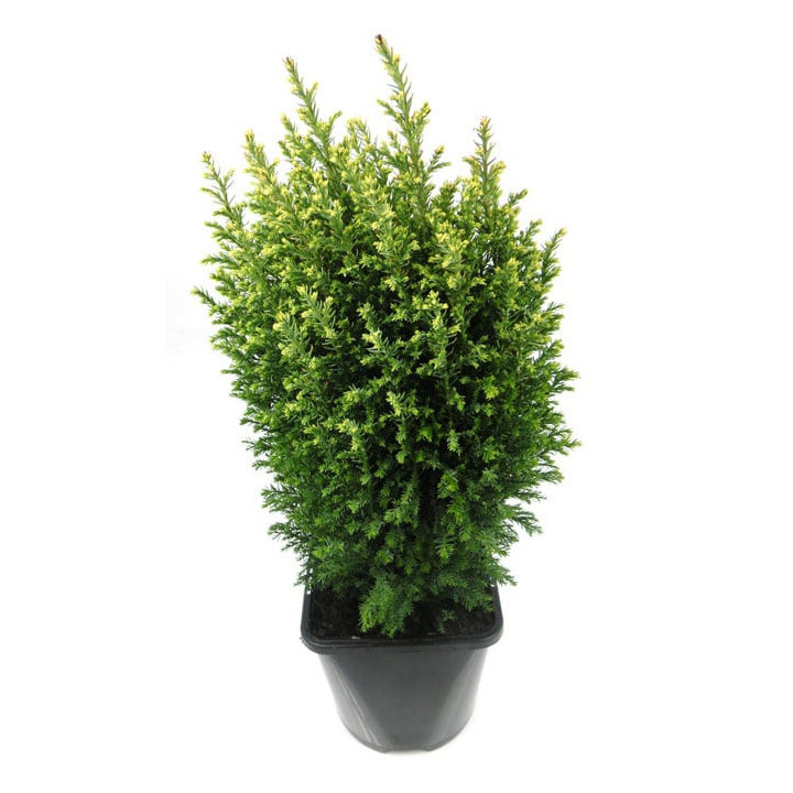 Chamaecyparis Lawsoniana "Snow White"
