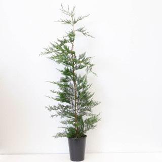 Cupressocyparis "Leylandii"